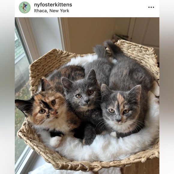 Foster Kitten Love 😻 - Picture 1 of 16